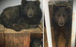 网红宠物熊,萌态可掬的治愈系萌宠传奇